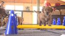 Golden Retriever-puppy&#8217;s trainen op speciale stormbaan