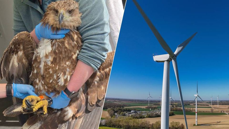 Zeearend overleden na botsing met windmolen: &#8216;Niet voor het eerst&#8217;