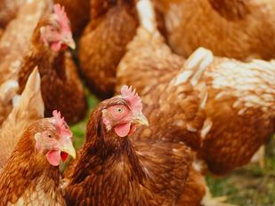 Vogelgriep ontdekt bij vleeskuiken&shy;bedrijf in Oudemolen: 14.000 kippen worden geruimd