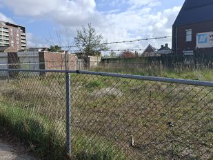 japanse duizendknoop Laan van Brabant Roosendaal