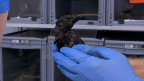 Vogelopvang Zundert