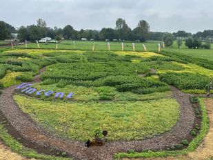 Van Gogh zonnebloemen Etten-Leur