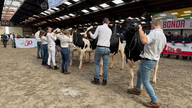In de paardenbak van Stal 't Sander lopen de koeien als model rond.