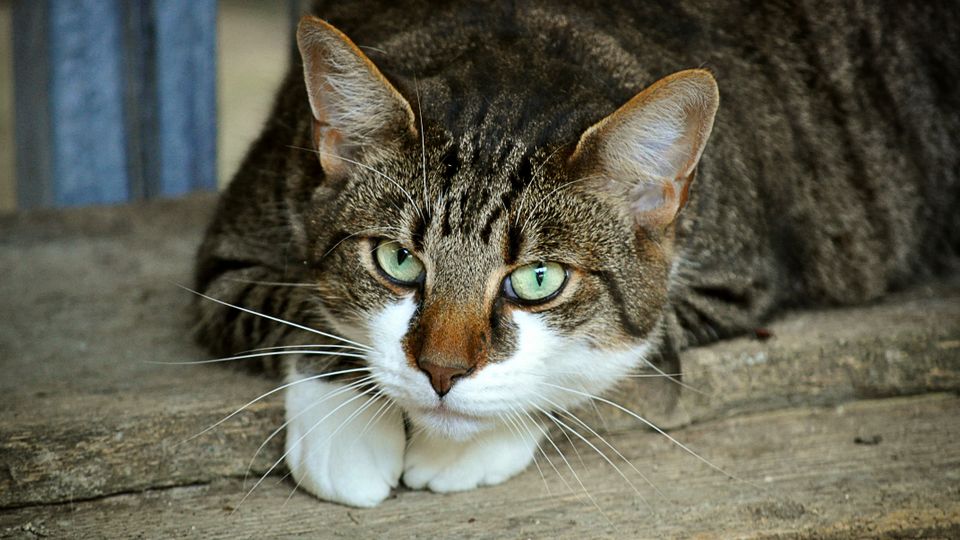 &#8216;Kattenhater&#8217; dumpt Brabantse katten op Tholen: &#8216;Dit is het topje van de ijsberg&#8217;