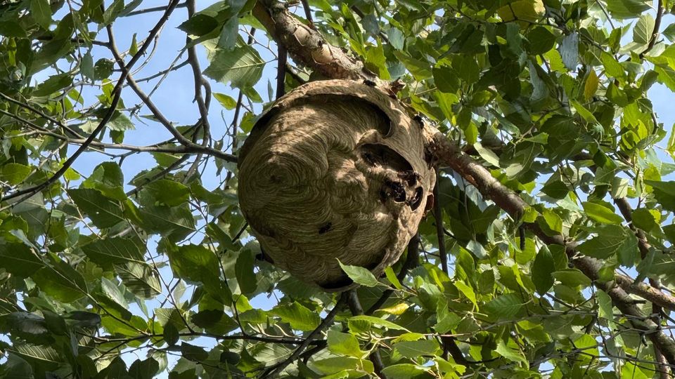 Het nest van de Aziatische hoornaar zo groot als een voetbal.