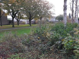 Roosendaal handhaaft op illegaal snippergroen