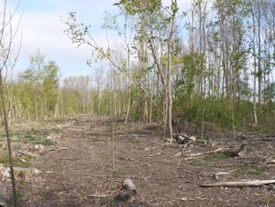 Groene buffer strook Klundert