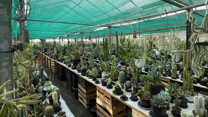 Cactusverzameling