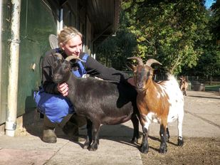 nieuws brabant bergen op zoom halsteren dieren boerderij