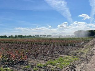 Waterschap neemt extra maatregelen vanwege aanhoudende droogte
