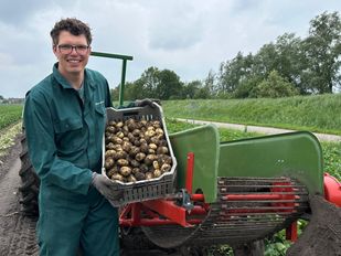 Aardappels rooien Moerstraten.