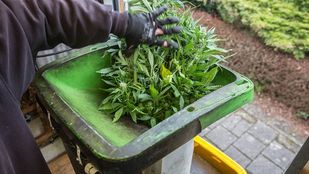 Close up van een hand die een bos hennep in een versnipperaar gooit