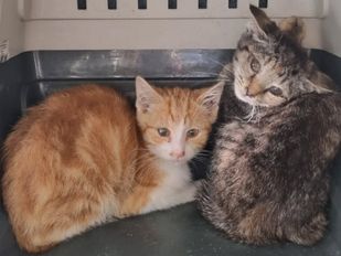 nieuws 112 halderberge roosendaal brabant katten kittens deren politie