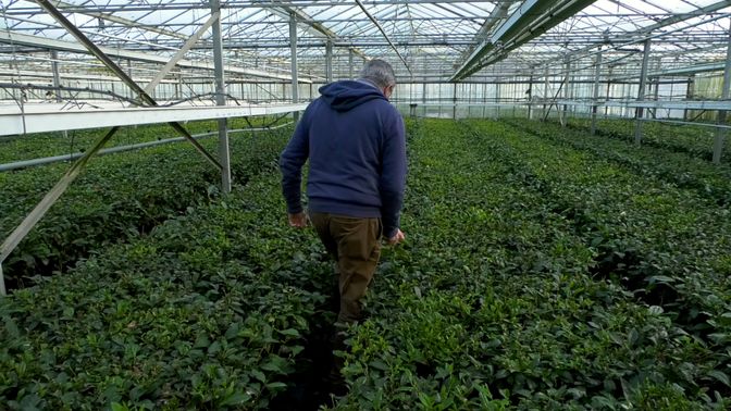In Zundert staan miljoenen theeplanten.