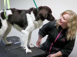Labradoodle Mylo inspireert tot eigen trimsalon in Hoogerheide