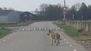 Wolf ook in Lepelstraat en Steenbergen: enthousiasme én zorg