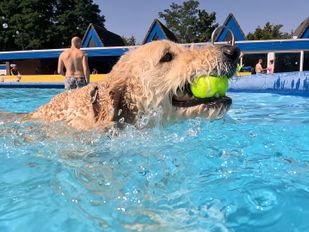 Hond Jelle hondenplons zwembad