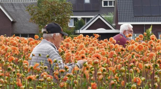 corso zundert nieuws buurtschap markt