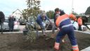 Ossendrecht moet hét magnoliadorp van Nederland worden