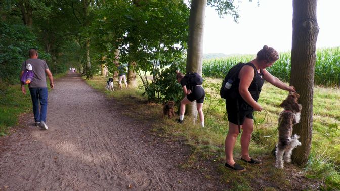 Honden voeren rek- en strekoefeningen uit