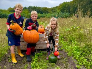 Pompoenen oogsten Franken Fruit