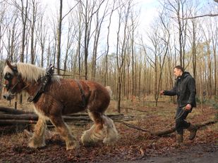 Oude ambachten helpen elkaar: Belgisch trekpaard sleept hout het bos uit voor weervisserij