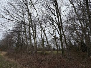 Bomen Haansberg Etten-Leur.