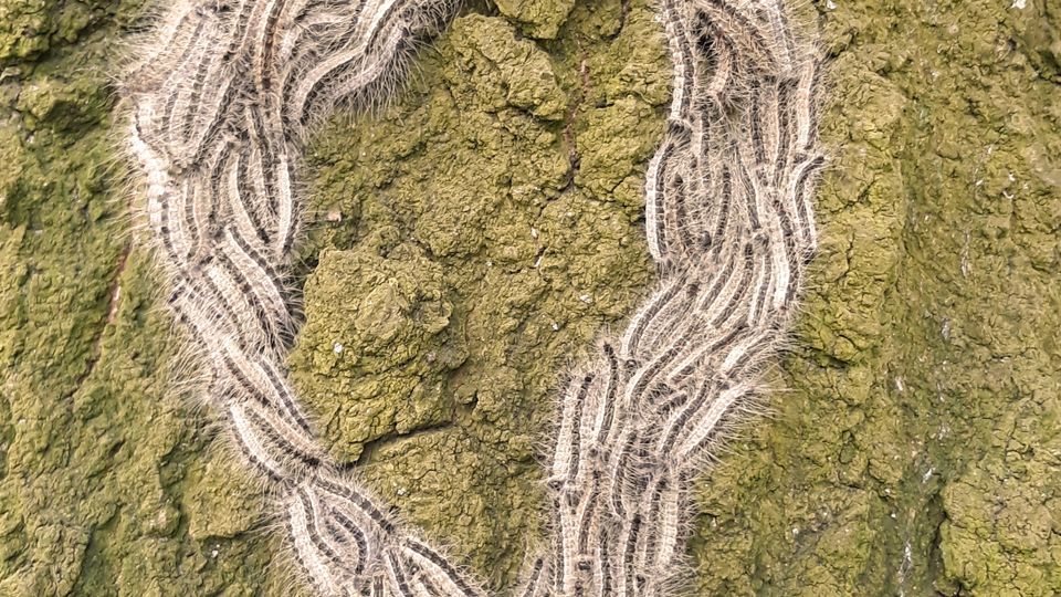 Eikenprocessierupsen in kolonne over een boomstam
