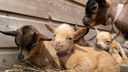 Lentedag bij zorgboerderij De Leemberg in Woensdrecht