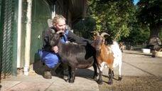 nieuws brabant bergen op zoom halsteren dieren boerderij