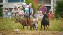 Dierenweide keert terug bij De Willaert in Zundert: ‘Een plek waar jong en oud elkaar ontmoeten’
