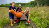 Pompoenen oogsten Franken Fruit