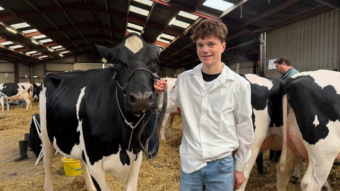 Giel Ammerlaan (14) uit Etten-Leur loopt ook mee met een koe.