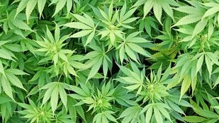 Close up van wietplanten