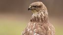 &#8216;Terrorbuizerd&#8217; blijkt alleen maar waaks: geen gevaar voor wandelaars
