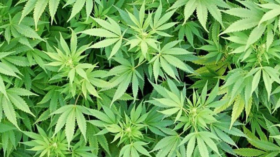 Close up van wietplanten