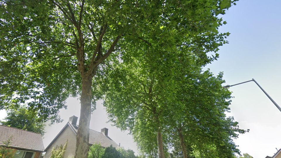 Nieuwe bomen voor Baljuwstraat en Buurtweg: &#8216;Groener, aantrekkelijker en klimaatbestendig&#8217;
