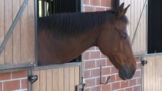 Ponyclub de van Goghruiters uit Zundert is al 55 jaar het beste paard van stal