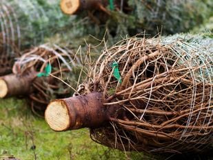 inzameling kerstbomen Roosendaal