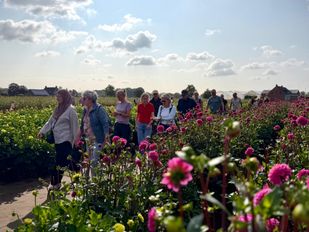 Dahliawandeltocht Zundert 2026