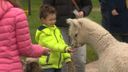 Kinderboerderij in Woensdrecht open voor publiek