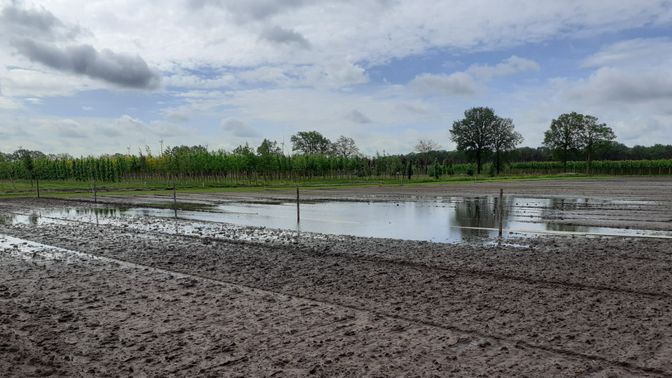 Bloemenveld buurtschap Stuivezand Zundert