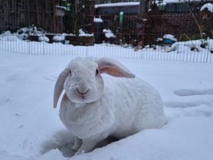 konijn nieuws brabant sneeuw ijs koud pip