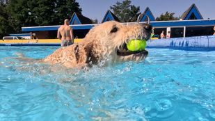 Hond Jelle hondenplons zwembad