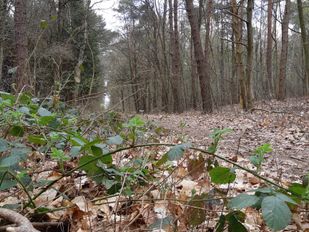 De bossen van Wouwse Plantage