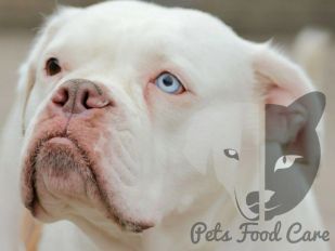Pets Food Care etten-leur
