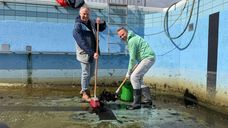 De vrijwiliigers zijn druk bezig met het schoonmaken van het zwembad in Willemstad.