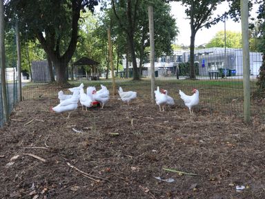 Bewoners hebben voor de kippen het hok gebouwd. (Foto: ZuidWest Update)