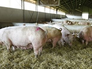 Stallendeadline brengt onder andere boeren met een varkensstal in de problemen