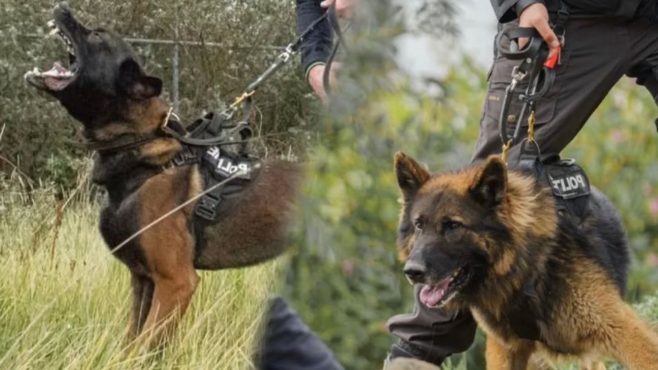 nieuws politie honden heerle inbreker inbraak 112 brabant roosendaal